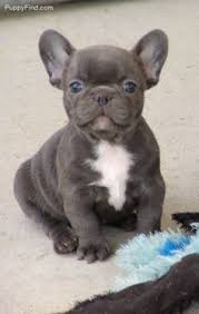 Breeding only the very best blue english bulldogs & frenchie puppies. Blue And White French Bulldog Puppies All About Dog Blue French Bulldog Puppies French Bulldog Puppies Bulldog Puppies