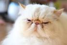 Brachycephalic Airway Syndrome in Cats | VCA Animal Hospital