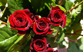 صور عن الورد صور عن الورد رؤعة مفيش اجمل منها كلام نسوان