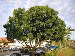 Image result for Filicium decipiens