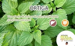 15 Buenas Razones Para Tomar Ortiga Y Aprovechar Sus Propiedades