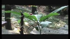 The physical effect of hearing plants play music. Hearing The Music Of The Plants