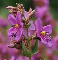 Image result for Dissotis multiflora