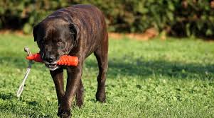 It is a cross between the english bulldog and the poodle. English Bulldog Mixes 20 Unique Crossbreeds With Pictures