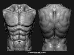 Muscles of the back can be divided into superficial, intermediate, and deep group.since the all the back muscles originate in embryo (fetus) form by locations other than the back. Torso Muscles Study By Hristian Ivanov Shyne On Dribbble