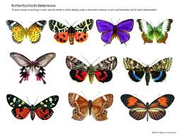 After the cards have dried, you can now personalize the greeting cards with sayings for any occasion. Finish The Drawing Colored Pencil Blending Worksheets Butterflies And Moths