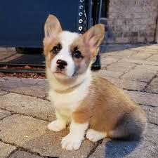 Get a boxer, husky, german shepherd, pug, and more on kijiji, canada's #1 local classifieds. Stella Pembroke Welsh Corgi Puppy 616527 Puppyspot