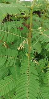 Image result for Sesbania sericea