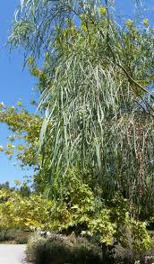 Image result for Acacia
