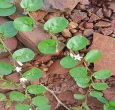 Image result for Evolvulus nummularius