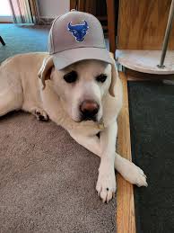 13th birthday english labrador health update