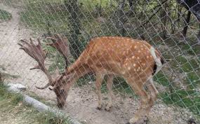 Populaarsemad räsimärgid sisse parcul de animale moara de vânt. Ziua De Cluj Proprietarii Moara De Vant Stiu Doar CÄƒ Ne Iubim Animalele