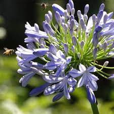 5pcs Purple Clivia Seed Agapanthus Africanus Seeds Agapanthus Africanus Agapanthus Seeds
