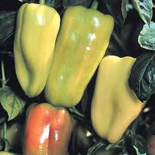 Diseases that could potentially be a problem for a gypsy pepper plant include. Pepper Sweet Gypsy Friends School Plant Sale