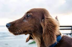 Why Do Dogs Have Whiskers Under The Chin Dog Discoveries