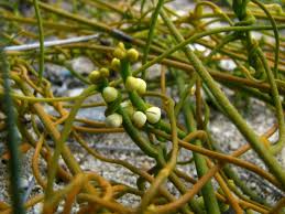 Image result for Cassytha filiformis