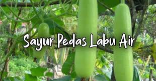 Ayam lada hitam kukus ini dimasak dengan bumbu sederhana, seperti jahe, lada putih, dan lada baca juga: Resepi Mudah Step By Step Labu Air Masak Pedas Langkah Demi Langkah Ciktie Dot Com