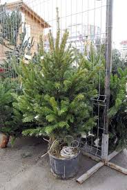 Vanzari online de brazi naturali cu radacini in ghiveci. O Brad Frumos Anul Acesta Oradenii Au De Ales Intre Brazi Naturali