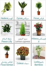 انواع النباتات بالصور والاسماء