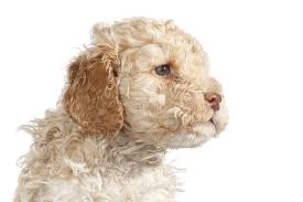 Our puppies are raised inside the home with plenty of love and attention Lagotto Romagnolo Dogslife Dog Breeds Magazine