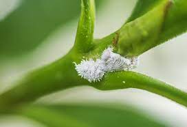 We did not find results for: Mealy Bugs Peas Bees Co