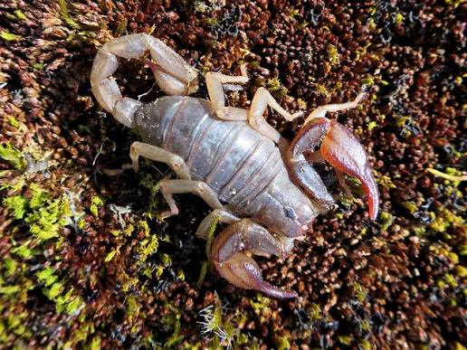 Scorpion | The Canadian Encyclopedia