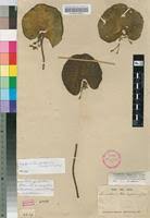 Image result for Nymphoides thunbergiana