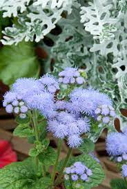 Ageratum High Tide Blue In Bloom Plant Flower Stock Photography Gardenphotos Com Plants Wonderful Flowers Flower Stock Photography