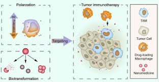 Trojan horse or trojan virus can have access to your computer backdoor which will eventually give the access of the computer to the hacker. Use Of Macrophage As A Trojan Horse For Cancer Nanotheranostics Sciencedirect