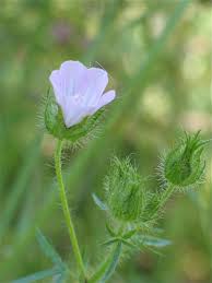 Image result for Mostuea hirsuta