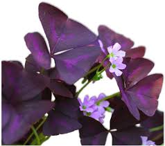 Growing a garden yields more than just delicious, nutritious treats. Amazon Com Oxalis Triangularis Bulbs Purple Shamrocks 20 Robust Bulbs Grows Indoors Out Ships From Easy To Grow Tm Flowering Plants Garden Outdoor