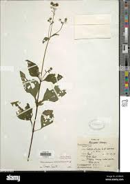 Image result for Adenostemma mauritianum