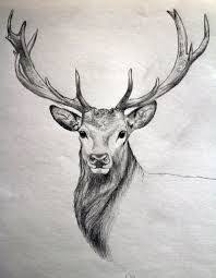 Image Result For Cool Drawings Of Animals Animal Sketches Deer Drawing Animal Drawings