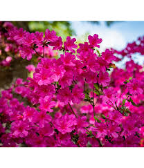 Gelbe azalee (rhododendron luteum sweet) rhododendron macabeanum g.watt ex balf. Japanische Azalee Anouk Dehner