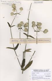 Image result for Pandiaka