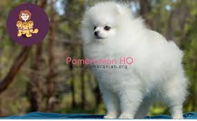 The Truth About White Pomeranian Dogs And Puppies