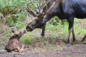 All About Moose Antlers
