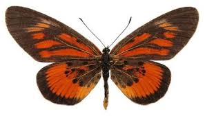 Image result for Chamaecrista zambesica