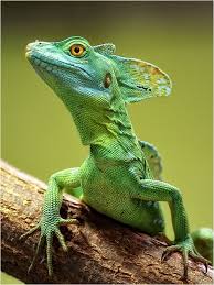 71 Off Your Order At Oranum Exclusive Coupon Enjoy Free 24 Minutes On Your Order From Angelina555 And Get 19 Reptiles Reptiles And Amphibians Cute Reptiles