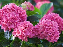 Different types of hydrangea bushes benefit from specific growing the type of hydrangea bush that is probably the most familiar is the bigleaf hydrangea. Using Hydrangea Fertilizer When And How To Fertilize Hydrangea