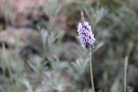 Image result for Eragrostis gummiflua