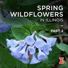 Check spelling or type a new query. Spring Wildflowers In Illinois Part 2 Illinois