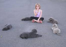 British labs are typica.read more. Lab For Sale In Iowa Petswall