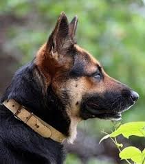 German shepherds are very protective, but not hostile; How Much Does A German Shepherd Cost