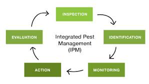 Compare the top bed bug, rat, mice and termite exterminators in chicagoland and surrounding suburbs. Integrated Pest Management Anderson Pest Solutions