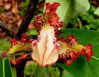 Image result for Monodora