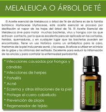 Melaleuca O Arbol De Te Aceites Esenciales Doterra Melaleuca Recetas De Aceites Esenciales