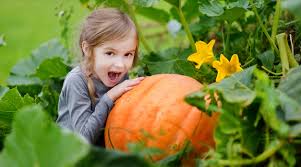 Image result for giant pumpkin