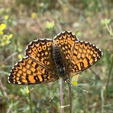 Image result for Melitaea cinxia