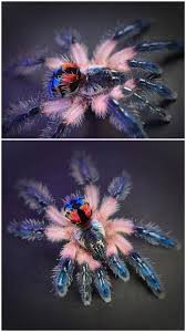 You spend all that money on a beautiful spider that hides itself away 99% of the time lol. A Brazilian Jewel Tarantula By Jonathan Novio Beamazed